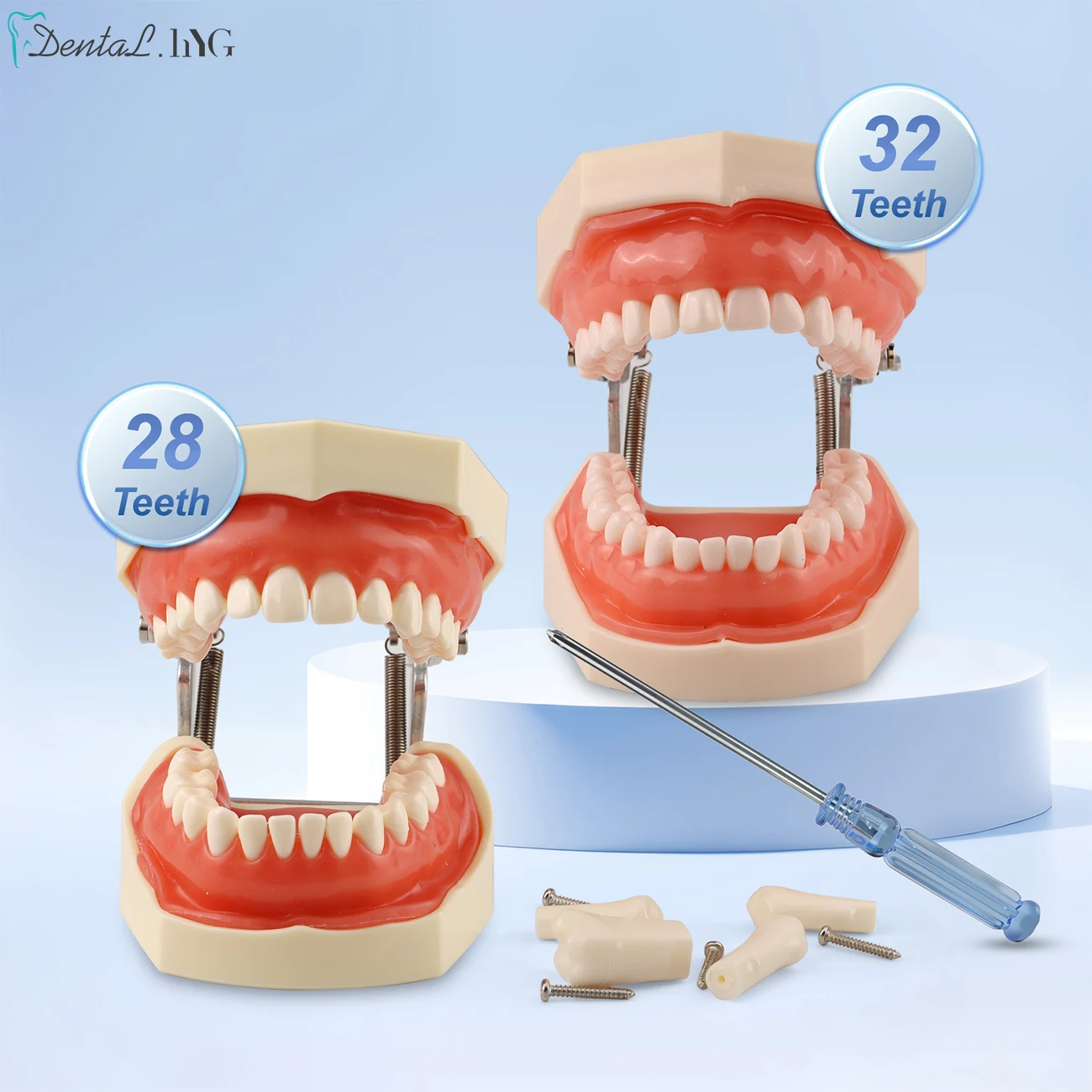 Teeth Dental Teaching Model Soft Gum Resin Typodont Teeth Model for Dentist Practice Studying Tool Dental Demonstration Model