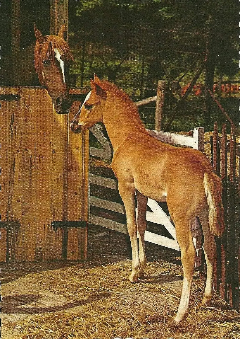 1pcsLINQWkk Vintage Tin Sign 1950s Baby Horse Pretty Filly Foal and Mum Adorable Animal West German Metal Sign Retro Wall Decor