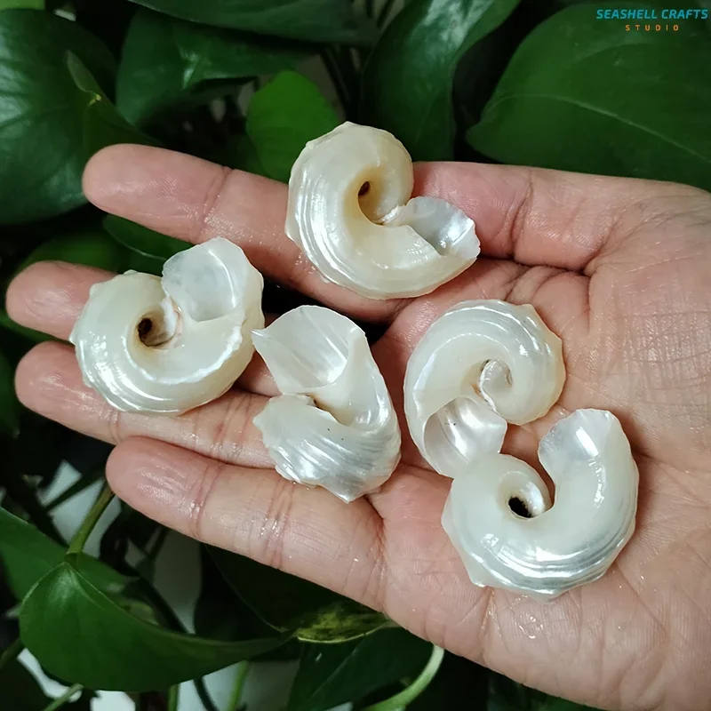 5 PC Polished Luminous Shells Real White Round Seahorse Conch Seashell For Beach Wedding Decor DIY Jewelry Making Kit Specimen