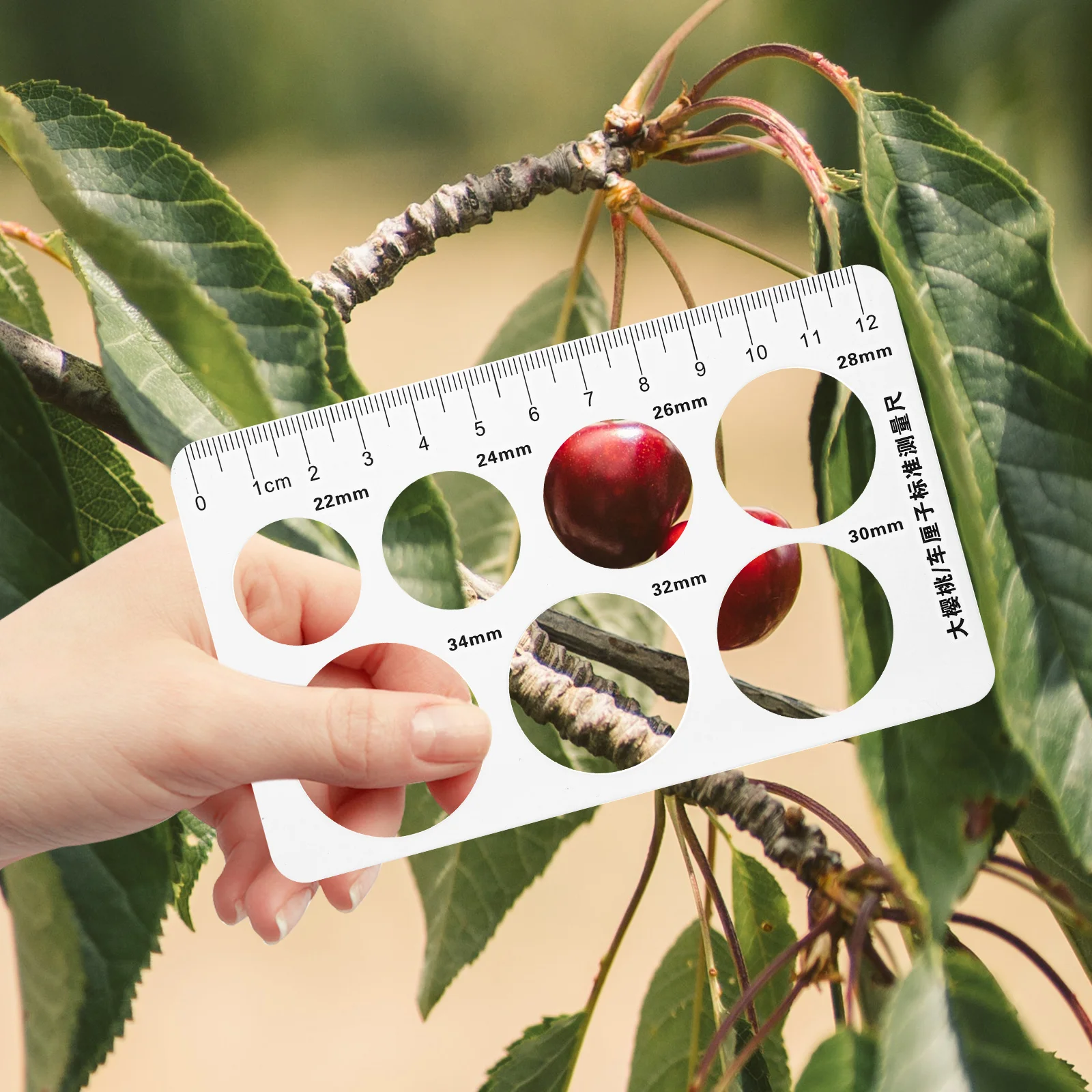 

12 Pcs Cherry Measuring Ruler Fruit Diameter Caliper Grading Tool 8X13CM PP Material Suitable Most Cherries Gardening Supplies