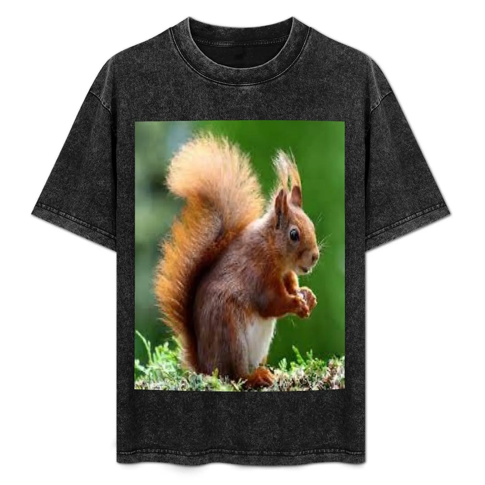 

Cute Squirrel T-Shirt Regular Fit Plain Tee Shirt