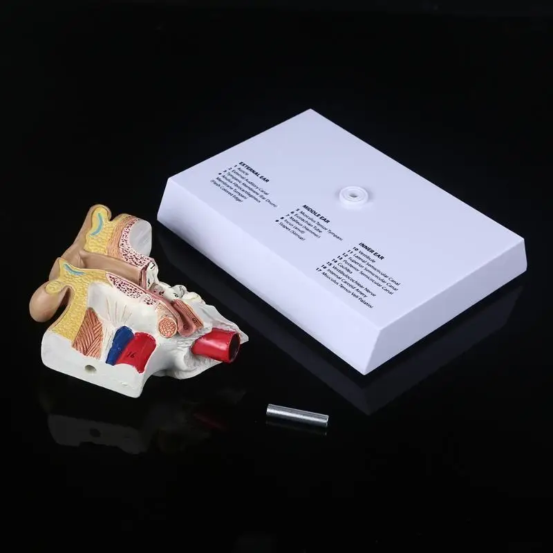R53C 1.5 Times Life Size Human Ear Model Scientific Anatomy Teaching Supplies Anatomical Study Display Professional
