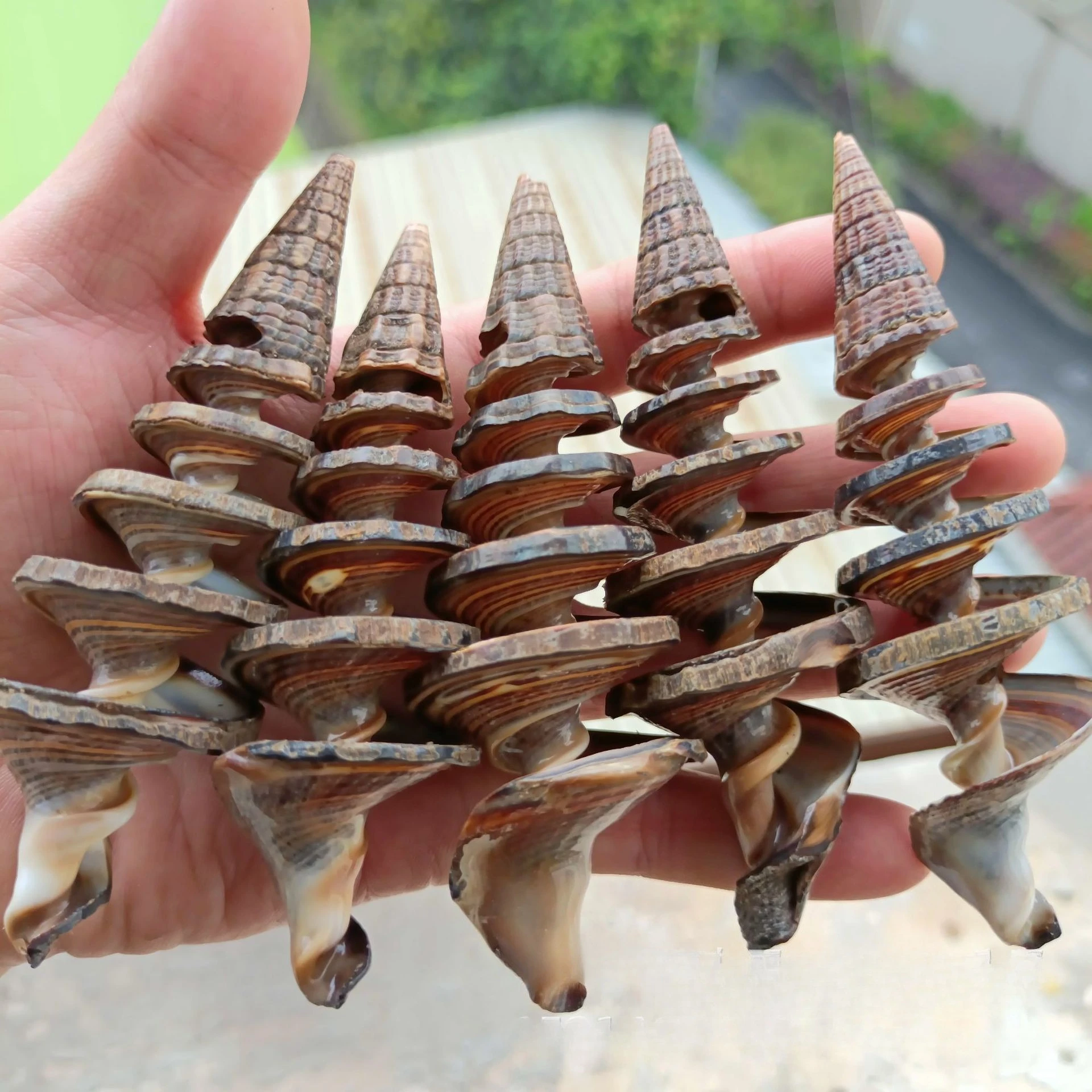 5PCS Natural Spiral Shells Black Cone Seashell Wedding Table Decor Specimen Collection Home Office Decor Fish Tank Ornaments