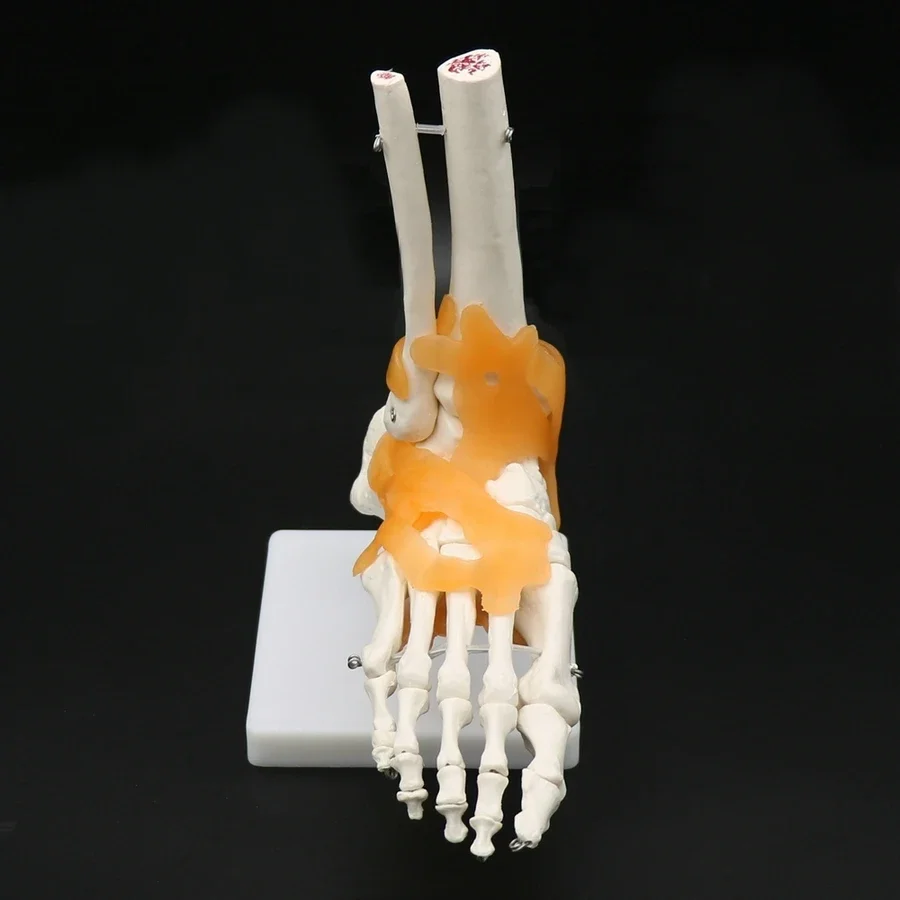 1Piece PVC Human Foot Skeleton Model Foot Anatomical Structure Display Model With Stand Teaching Aid Tool