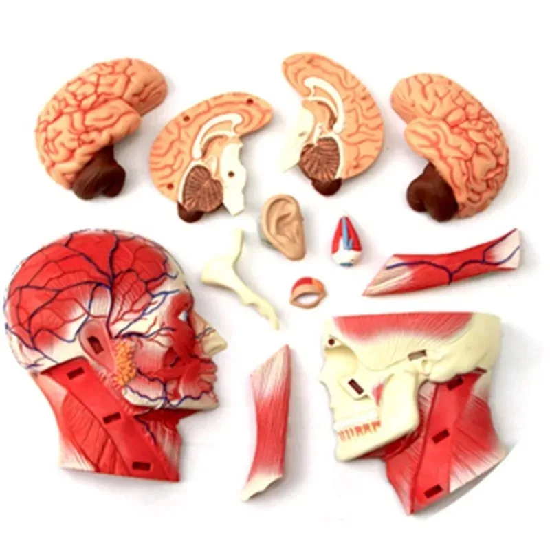 4D Assembled Humans Skeleton Anatomical Model Brain Nasal Oral Pharynx Larynx Cavity Model Anatomia Exploded Skull Education Toy