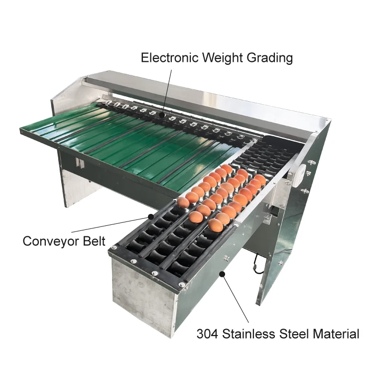 FOODLINE Automatic Egg Grader With Conveyor System For Complete Egg Washing Sorting Production Line