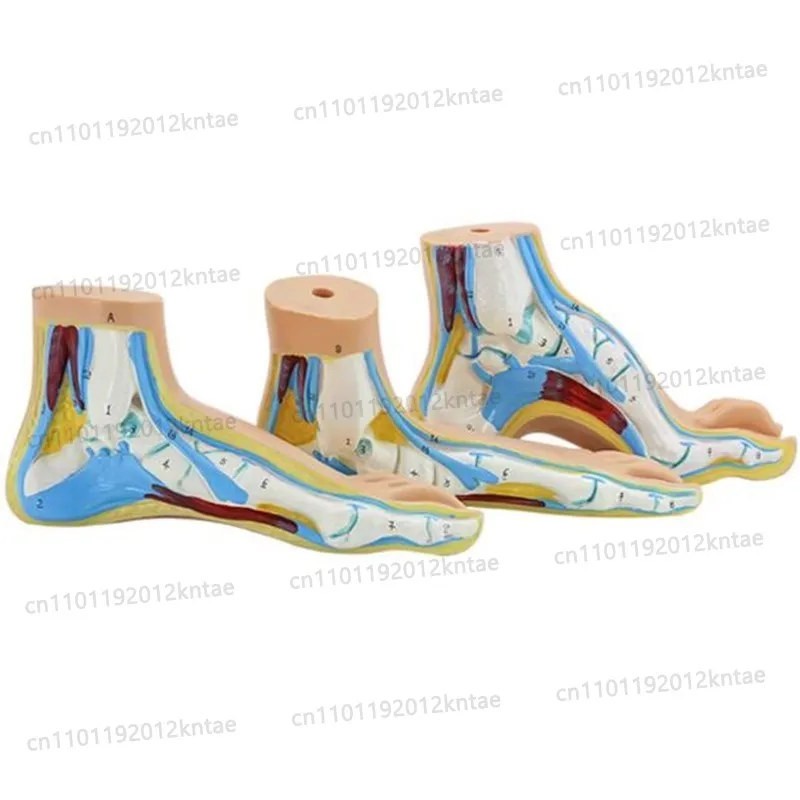 Foot model human foot palm muscle model arch model foot anatomy