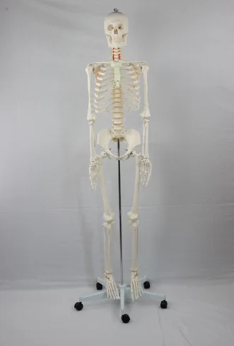 High Quality 180 cm Plastic Human Life-Size Skeleton Model Medica Educational Anatomy Manikin High Repurchase Medica Science