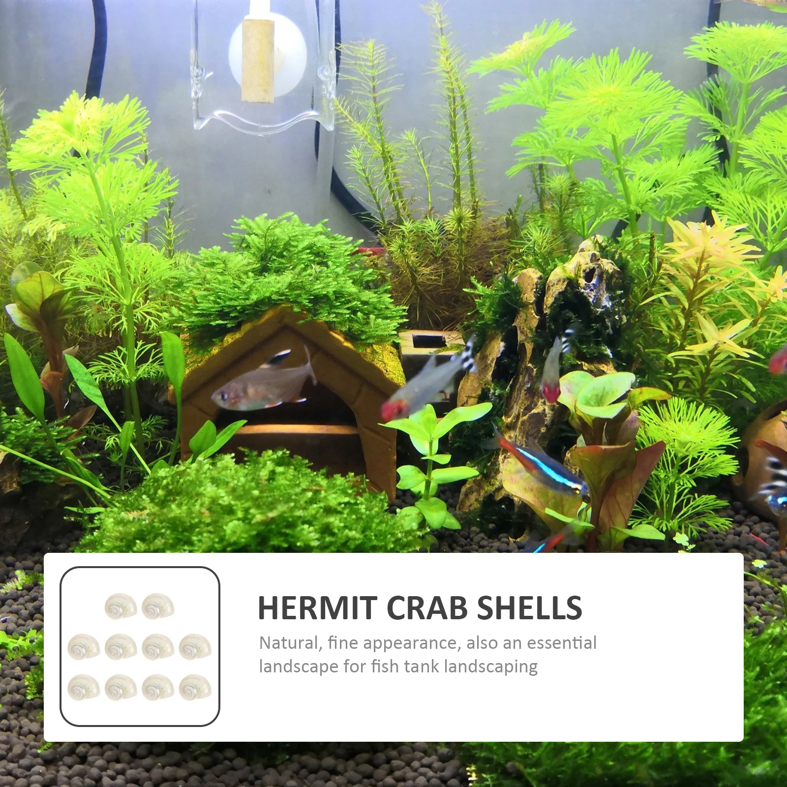 

10Pcs Hermit Crab Shells Fish Tank Conch Natural Aquarium Decor Shell Ornament Landscape Hermit Crab Shells Conch Charms