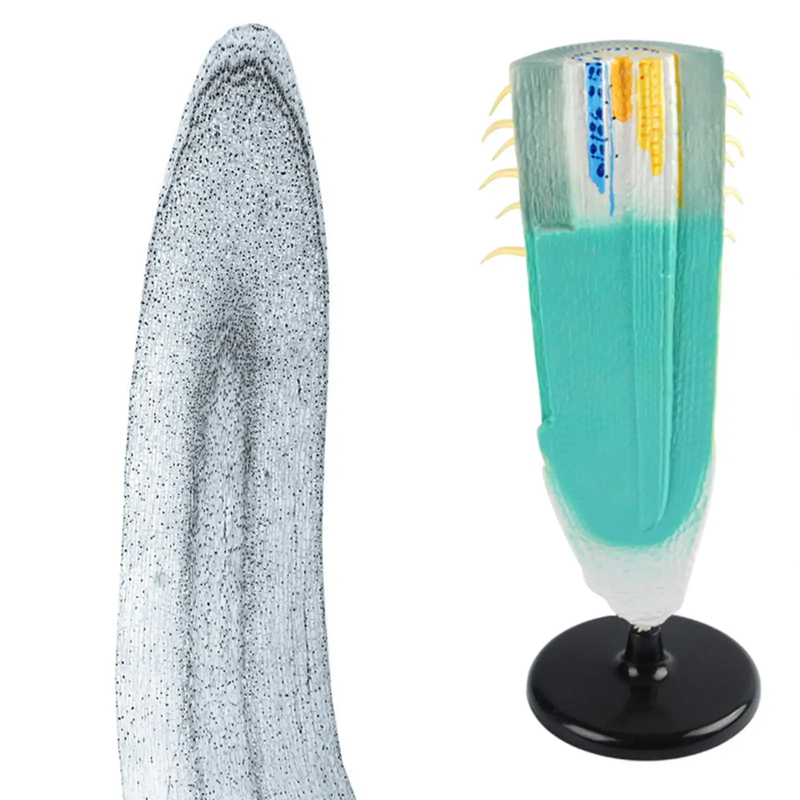 

Root Profile Model Biologic Teaching Model Learning Toys Corn Root Structure Props for Magnification Students Classroom