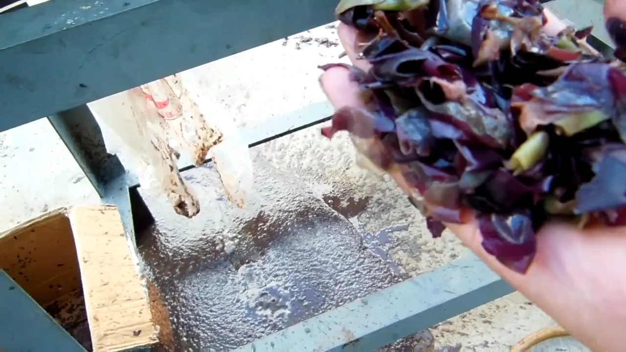 Picture 7: Strawberry fruit seeding machine remover