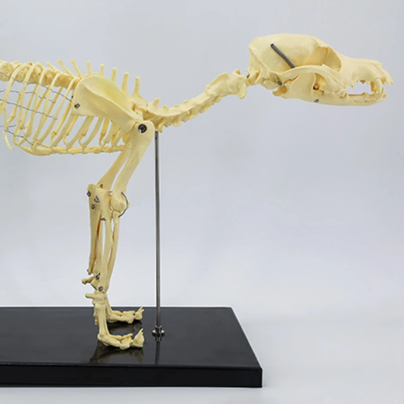 Модель скелета собаки, анатомия собаки, обучающая модель животного, лабораторный ветеринарный обучающий демонстрационный инструмент, простая установка, простота в использовании