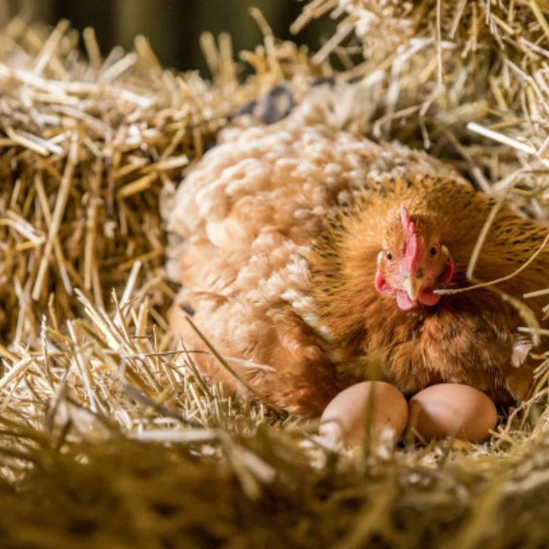 Voor SCY1/16 16101 16102 16103 16106 16201 PRO Hoge snelheid RC auto verbeterde metalen fittingen voor en achter shock beugels