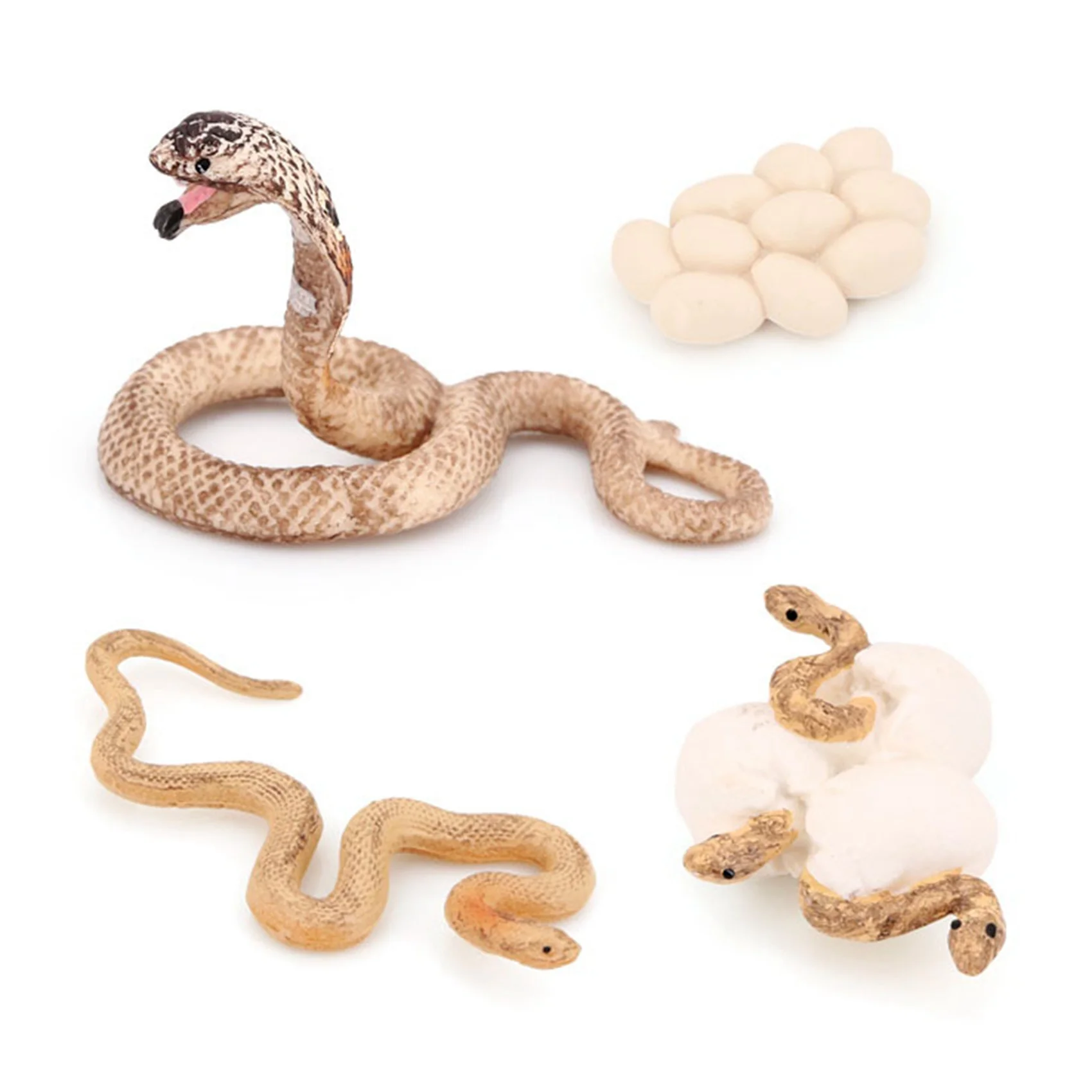 Realistic Animal Life Growth Cycle Biological Model Toys Snake Growth Cycle Biological Model Cobra Growth