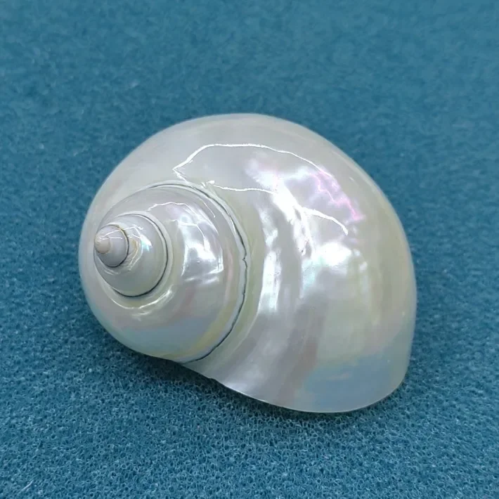 1PCS Silver Turbo Shells Polished Pearl Hermit Crabs Seashells For Collectors and Crafters Fish Tank Decorations Party Decors