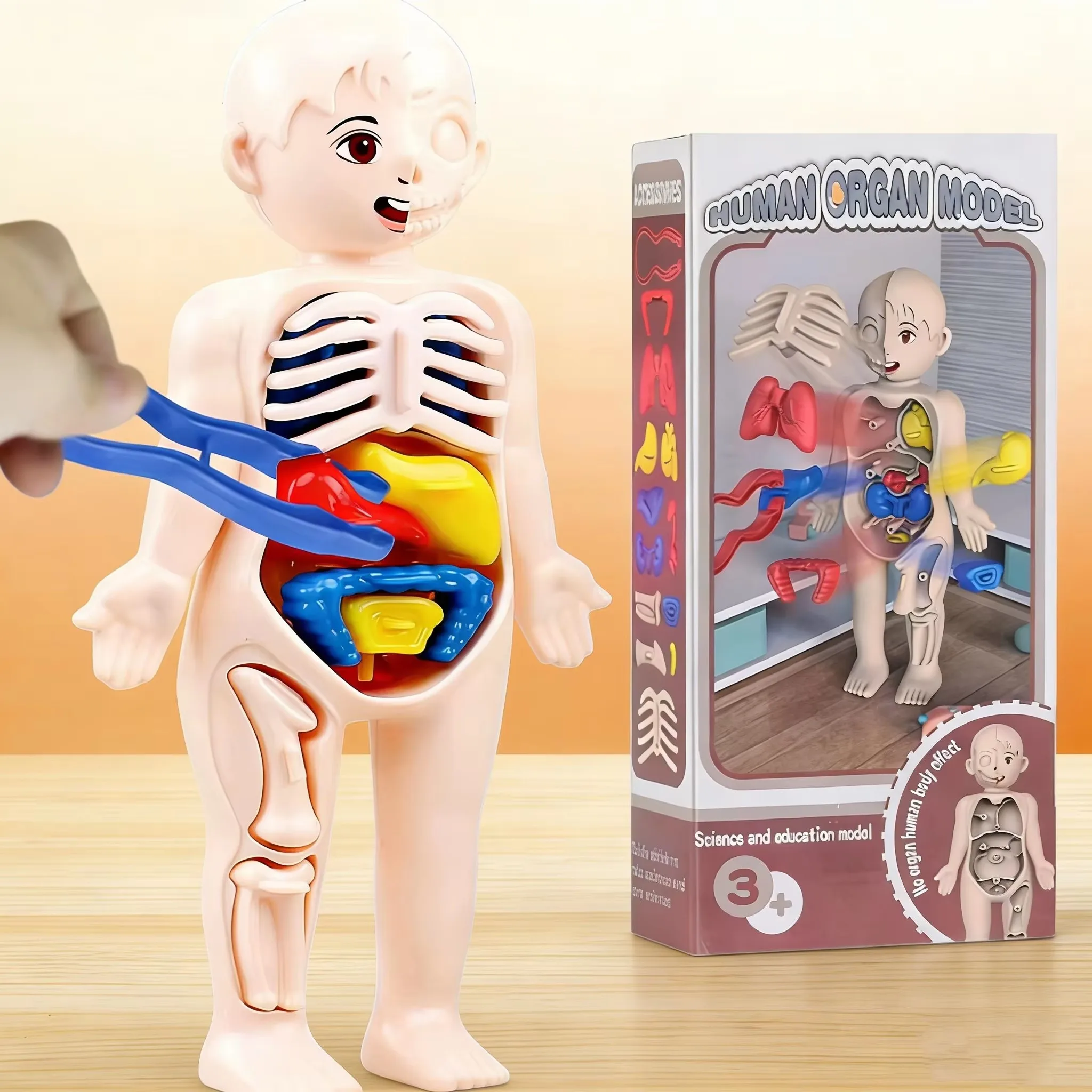Montessori Human Body Organ Anatomy Model DIY Assembled Toy Children Science Education Medical Teaching Tool Early Learning Educ