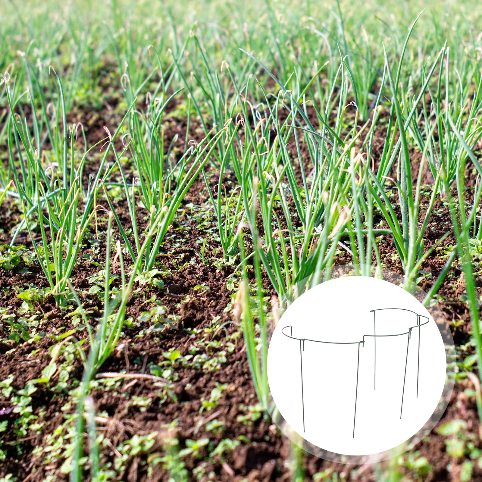 

Набор из 5 изогнутых металлических опор для вьющихся растений в горшках, для домашнего сада, металлическая решетка для поддержки растений