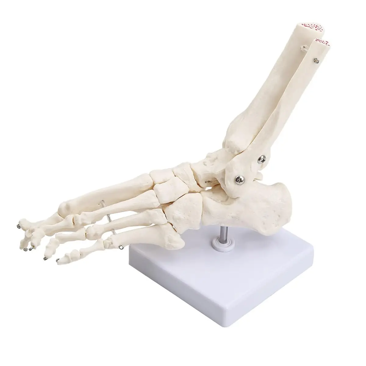 

Human Foot and Ankle Model Life Size Skeleton Model，Fully Articulated for Medical Lectures & Science Study
