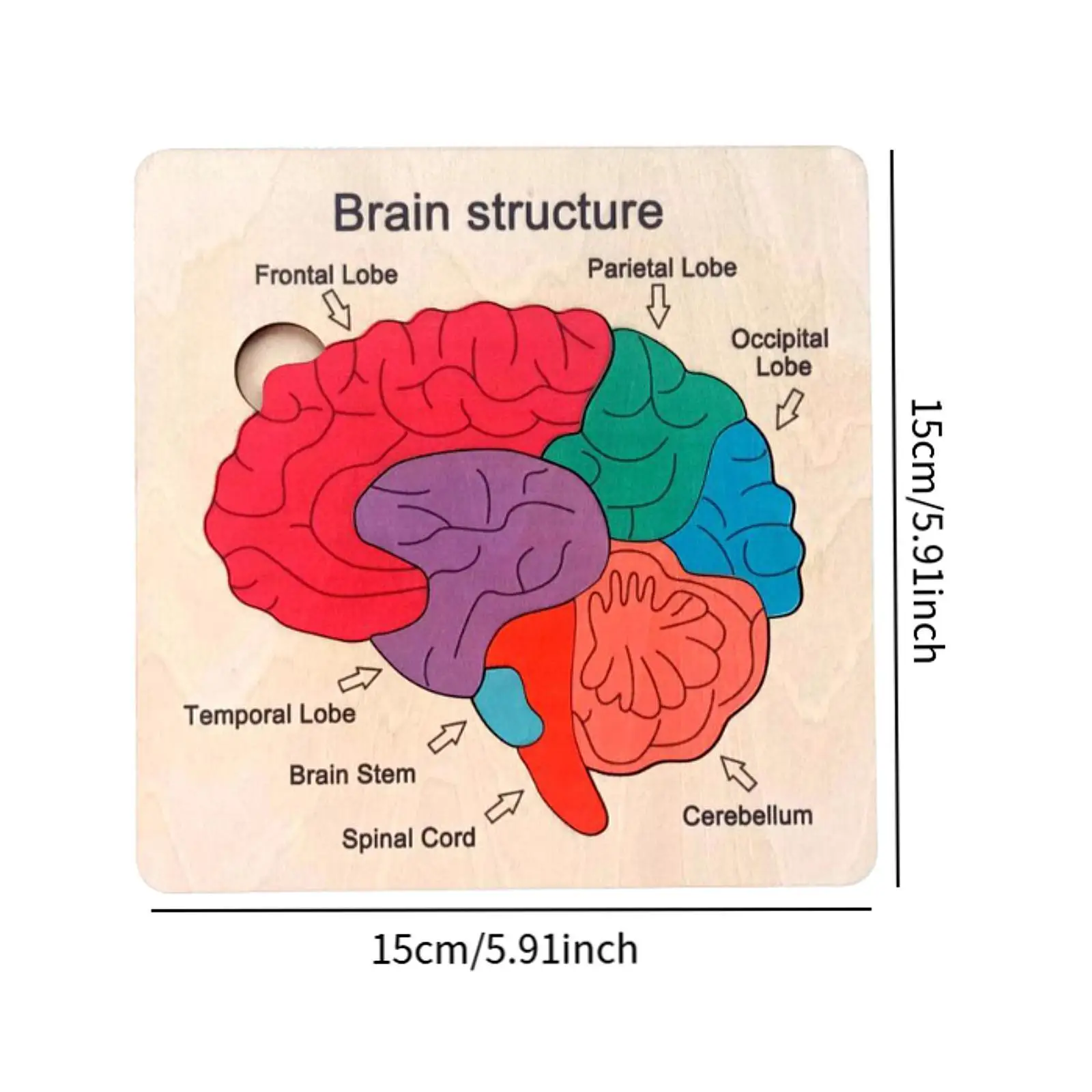 Wooden Brain Puzzles Sensory Development Color Perception Montessori Puzzles Human Body for Children Toddlers Kids Girls Boys