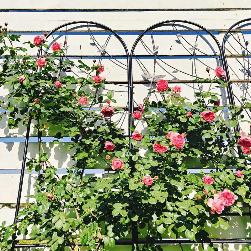 

Climbing Climbing plants Garden Garden trellis Metal Plants Pre Single Sturdy Trellis 2 Pack Metal Garden Trellis 86.7 x 19.7 Ru