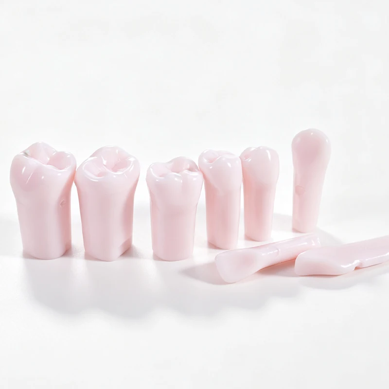 10pcs Dental Teeth Model Replacement Typodont Screw-in Resin Denture Removeable for Dentist Teaching Practice Training