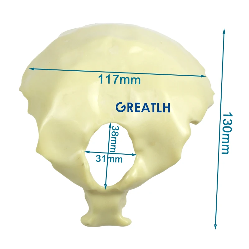 Occipital Practice Drilling Model Occipital Bone Model Doctor Learning Model