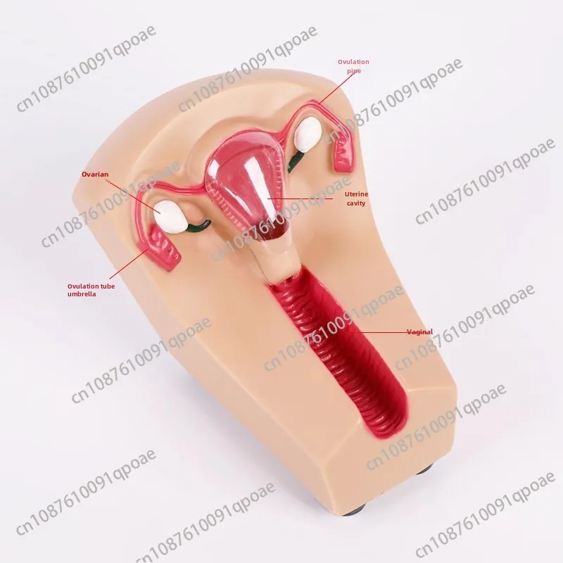 Female Intrauterine Contraceptive Device Model IUD Training Simulator