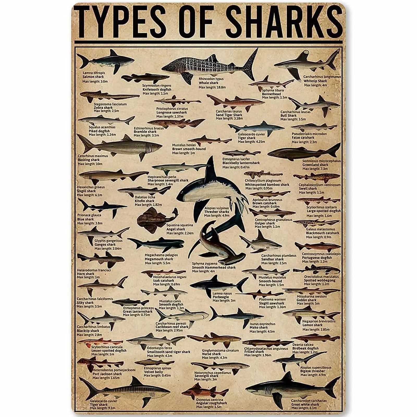 Veidsuh Type of Sharks Tin Sign Metal Sign Metal Sign Tin Sign Wall Art