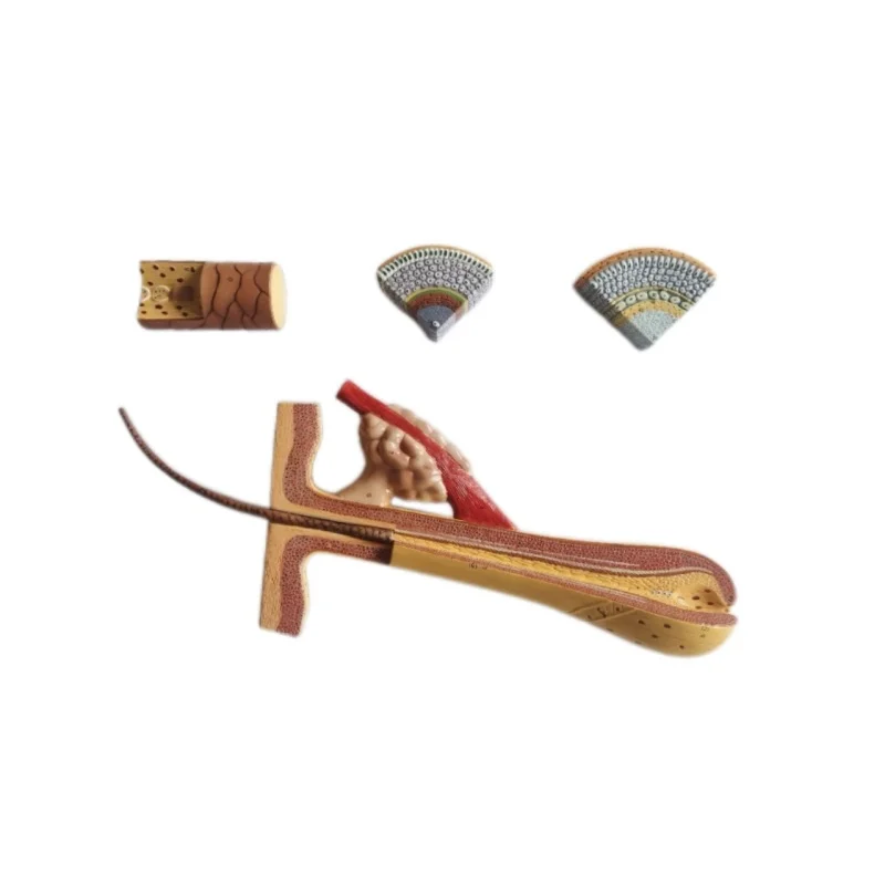 

A new anatomical model of human scalp hair