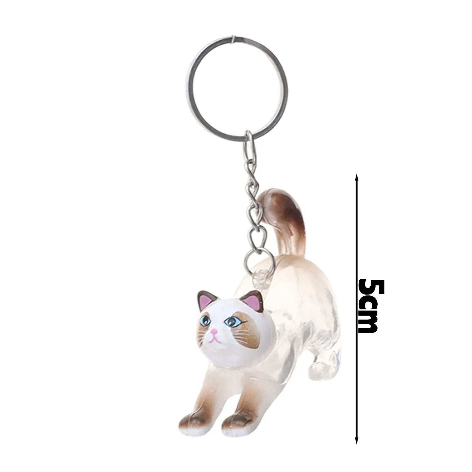 A Ragdoll