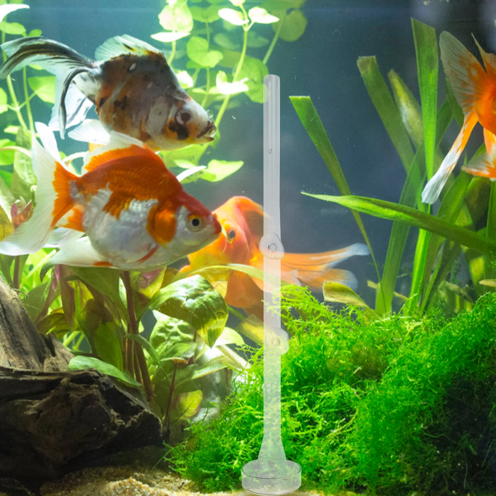 

1Set Glass Fish Tank Feeder Shrimp Feeding Bowl Easy to Clean Suction Cup Design Suitable for Planted Tanks Dwarf Shrimp