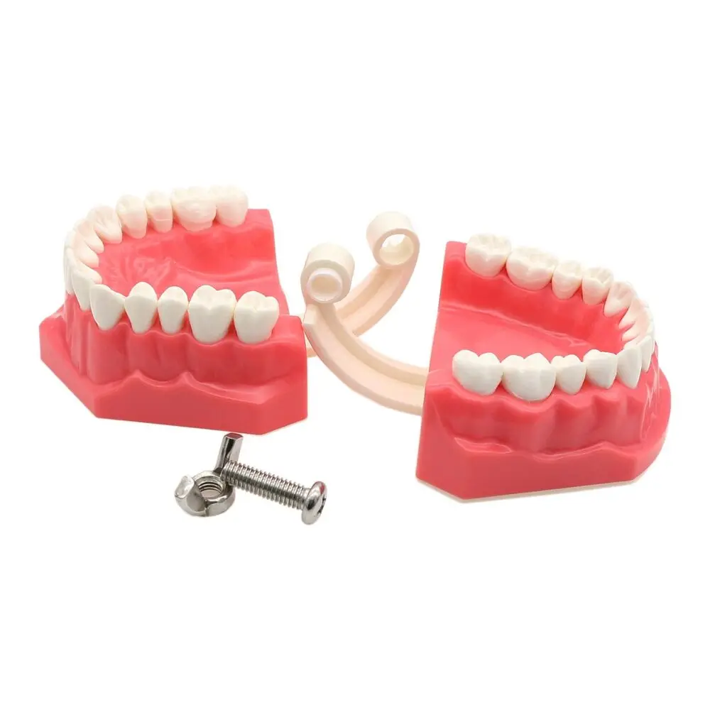 Dental 1:1 Brushing Typodont Teeth Model Normal Standard Demo Flossing Teaching Practicing Studying Demonstration