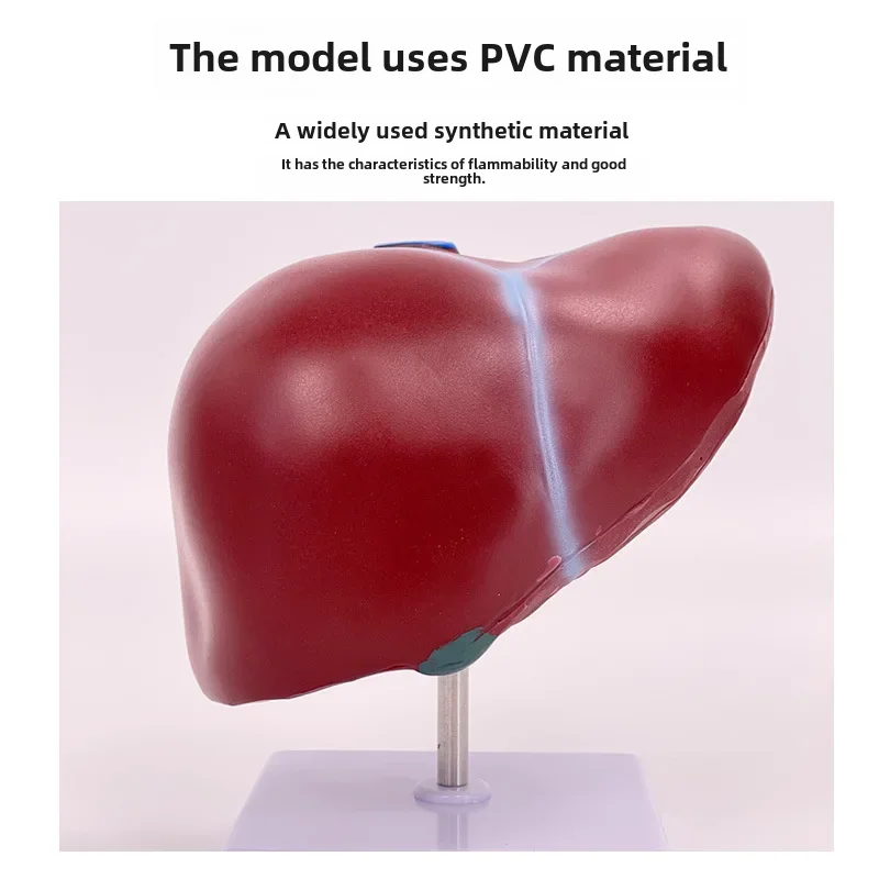 High-depth Simulation Liver Model Dissection Model Liver Gallbladder Pancreas Twelve-digit Tendon Floating Disease Gallbladder