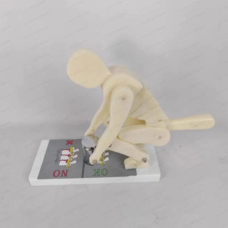 Fo Human body bending weightlifting spinal force demonstration model correct posture demonstration lumbar spine