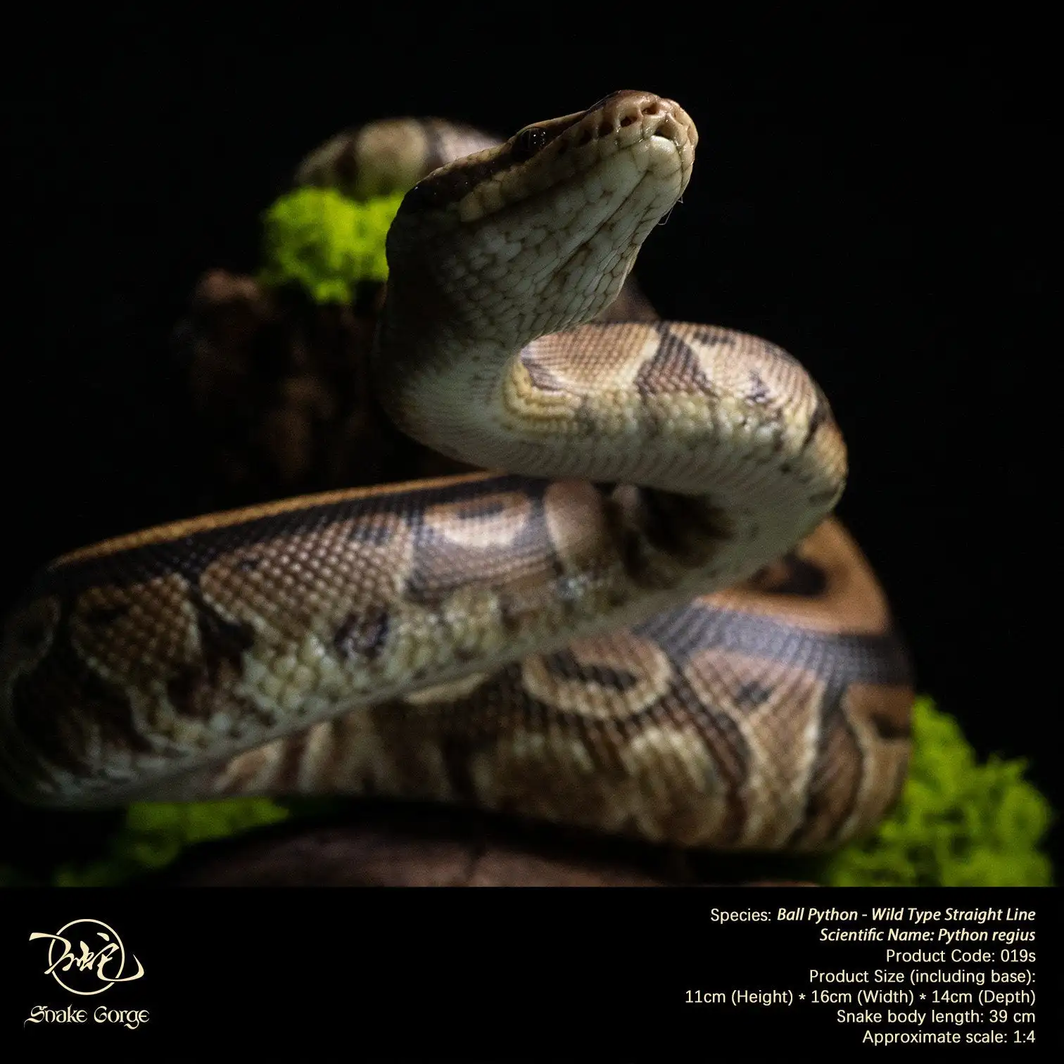 Snake Gorge Studio Ball Python Model Realistic Miniature Landscape Decoration Animal Collection Birthday Gift