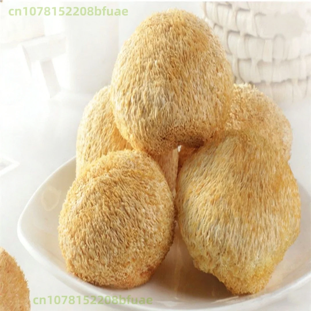 100g/200g Champignon Crinière de Lion Séché de Haute Qualité, Hericium Erinaceus Naturel, Matériau p