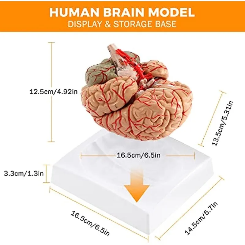 8-Part Life Size Human Brain Artery Anatomical Model Display Base Teaching for Science Classroom Study Display