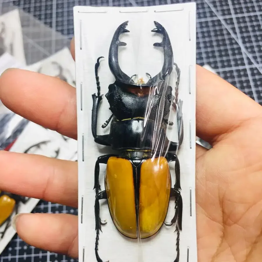 70mm Odontolabis Spectabilis  Real Insect Specimen A1 Beetle Collection DIY Punk Insect Material Home Decor Sculpture