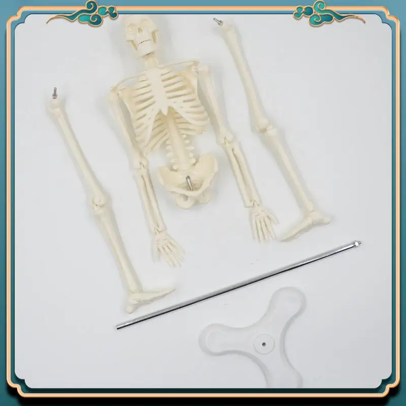 ABJG-4 個 45 センチメートル人間の解剖学的解剖学スケルトンモデルポスター学習援助解剖学人間の骨格モデル