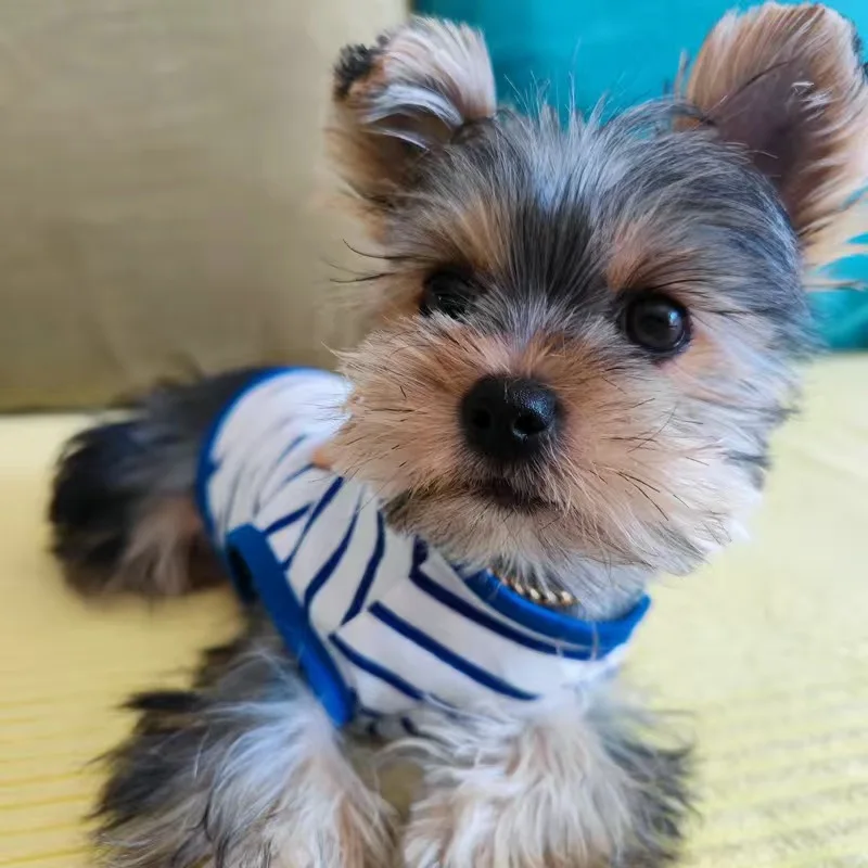 Casual Yorkshire Terrier Dog Clothes Summer Stripe Pet Sleeveless Vest for Small Dogs Puppy Chihuahua Shirts mascotas Clothing