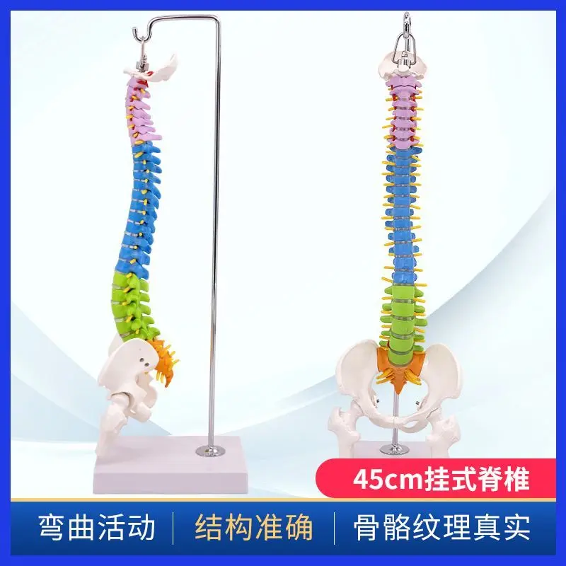 45CM Colorful Human Spinal Model with Pelvis, Femur, Tailbone, Spinal Skeleton, Lumbar Vertebrae, and Cervical Orthopedic Model