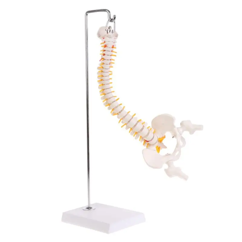 45cm flexible human spine spine lumbar curve anatomical model anatomical spine