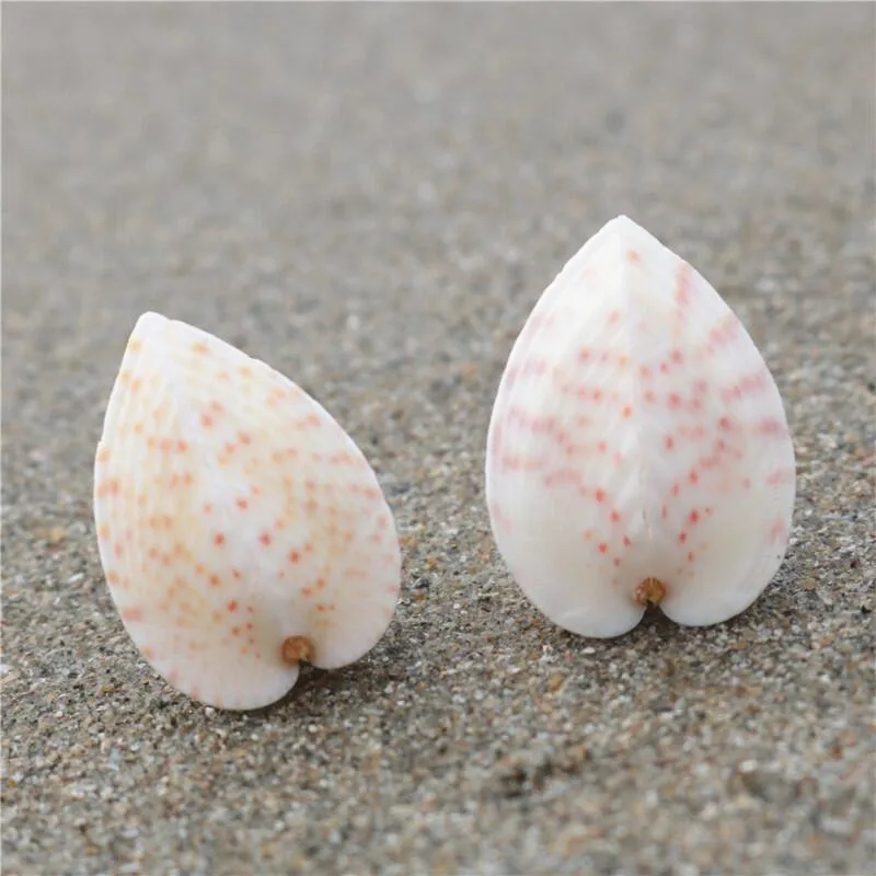 3Pcs2-3cm  New Natural Chicken Heart Snail Landscaping Fish Tank Floor Decoration Photography Props Shell Collection