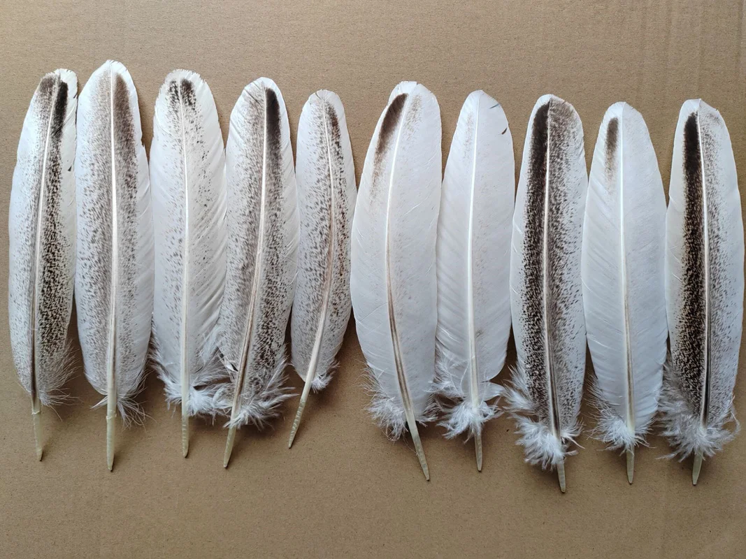 

10/20/50Pcs 22-30cm long Natural White Wild Turkey Rounds Wing Quill Feathers for Carnaval,DIY Headdress Accessories