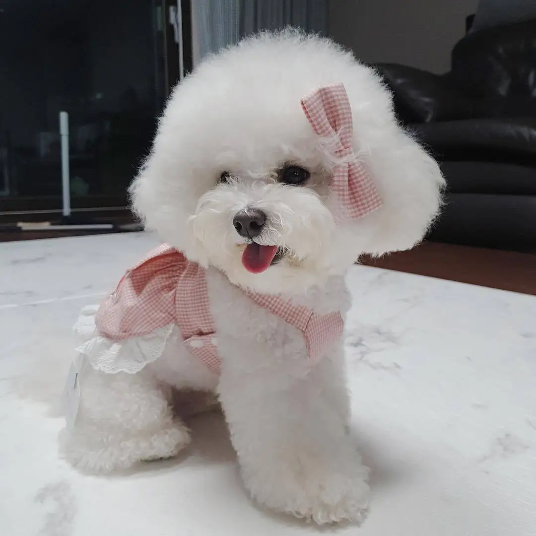 Fashion INS Designer Dog Fashion Princess Pink Grid Bow Tie Suit Skirt Lace Tie Dog Skirt Cute Comfortable Shirt For Small Dogs