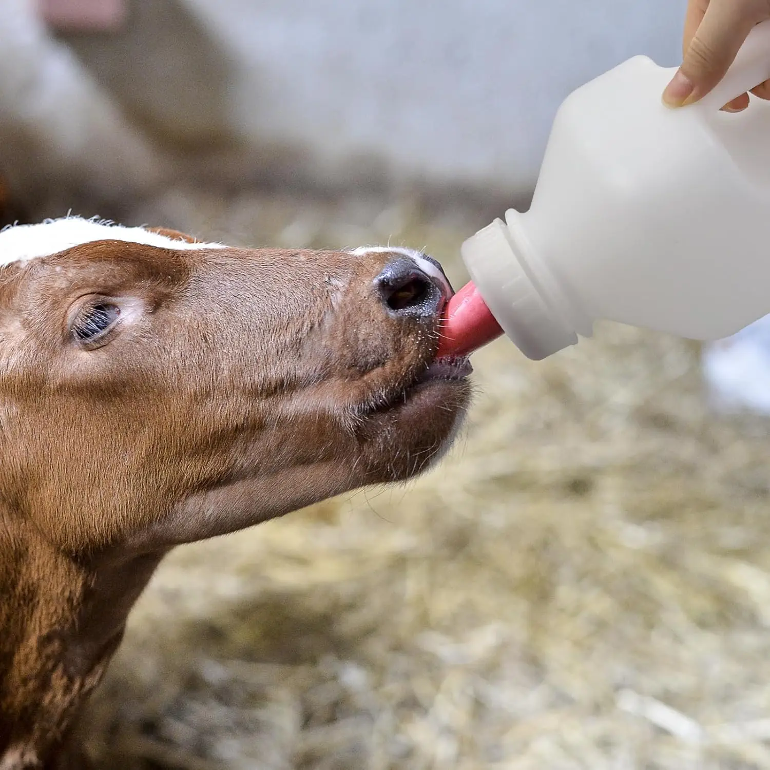 2L Kalb Milch Feeder Flasche Mit Nippel Kalb Lamm Milch Flasche Rinder Melken Fütterung Ersatz Trinker Vieh Versorgung Werkzeuge – Detail 8