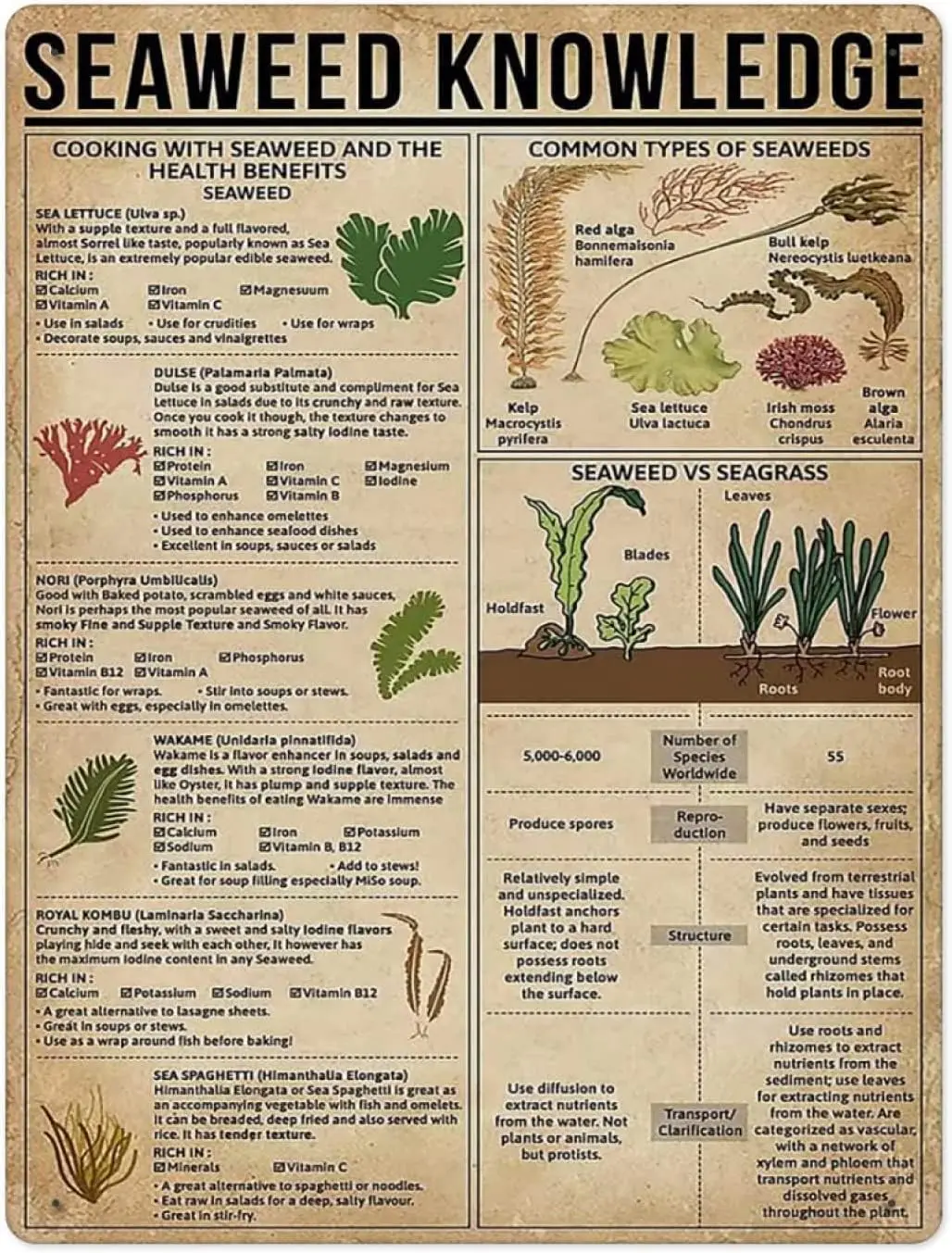 LALLRI Seaweed Infographic Metal Signs Retro Seaweed Knowledge Tin Sign Fishermen Home Kitchen Beach Wall Decor 8x12 Inches sign