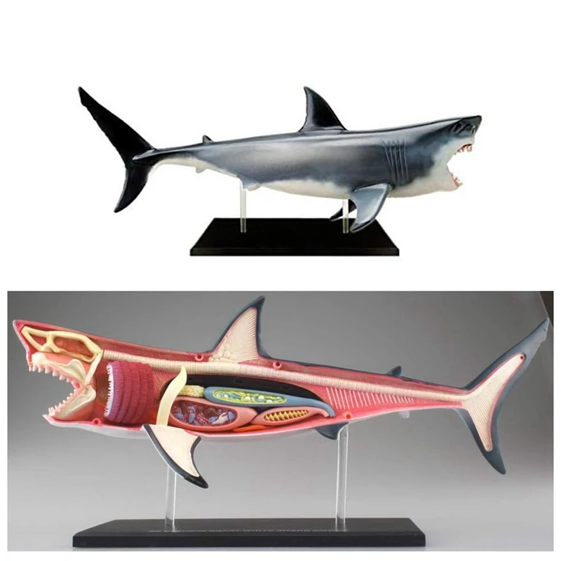 نموذج تشريح القرش ABSU - نموذج تشريح الحيوان - 20 جهازًا قابل للفصل وأجزاء الجسم نموذج لتدريس الأحياء #5