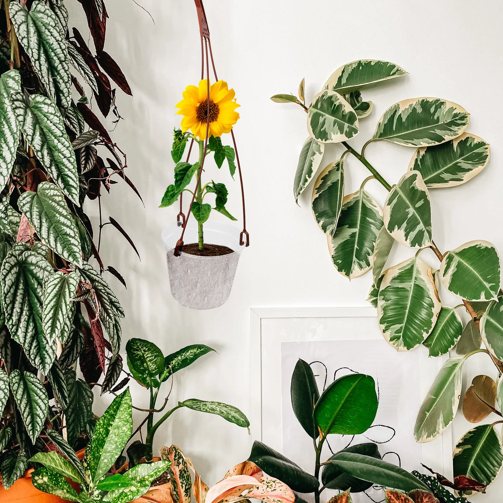 

5Sets Transparent Hanging Flower Pots PP Material Garden Plant Holders Balcony Planters Phalaenopsis Succulent Containers