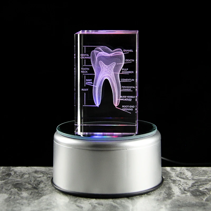 3D Crystal Teeth Cube Anatomy Model Home Decoration Craft Gifts